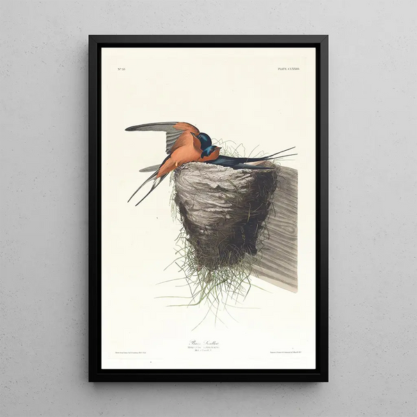 Rustic Swallow Painting - John James Audubon — framed artwork on a wall