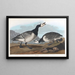 Snow Goose - John James Audubon — framed artwork on a wall
