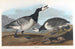 Snow Goose - John James Audubon — artwork view
