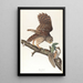 Striped Owl - John James Audubon — framed artwork on a wall