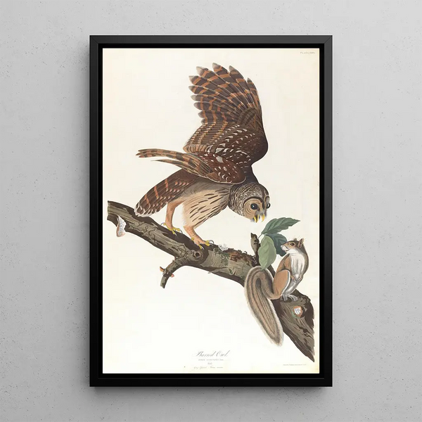 Striped Owl - John James Audubon — framed artwork on a wall