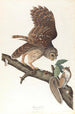 Striped Owl - John James Audubon — artwork view