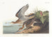 Bécasseau de Bartram - John James Audubon — artwork view