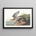 Bécasseau de Bartram - John James Audubon — framed artwork on a wall