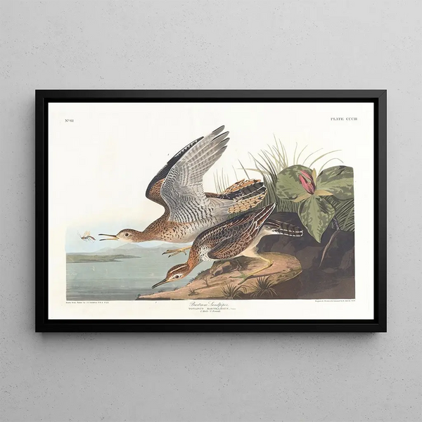 Bécasseau de Bartram - John James Audubon — framed artwork on a wall