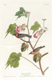 Paruline à poitrine baie - John James Audubon — artwork view