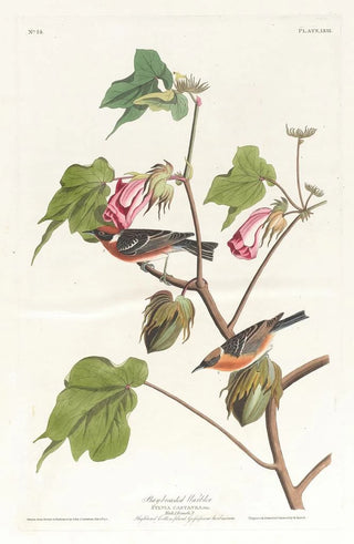 Paruline à poitrine baie - John James Audubon — artwork view