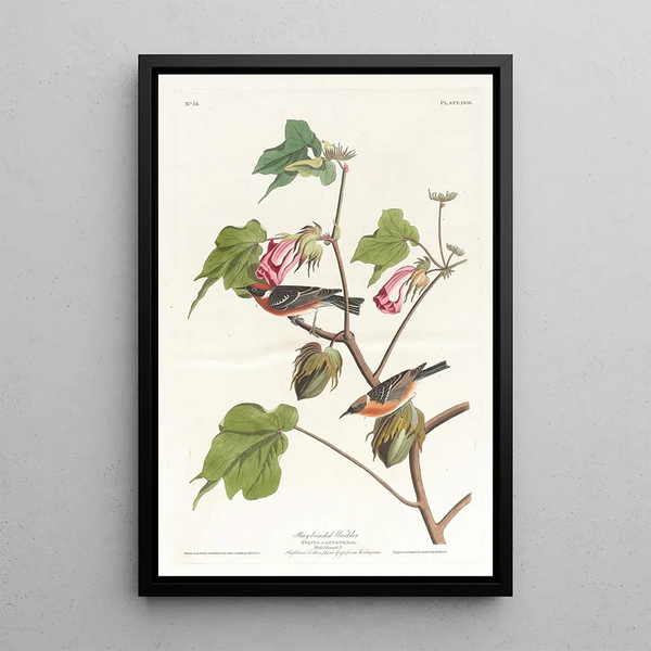 Paruline à poitrine baie - John James Audubon — framed artwork on a wall