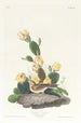 Bruant à ailes baies - John James Audubon — artwork view