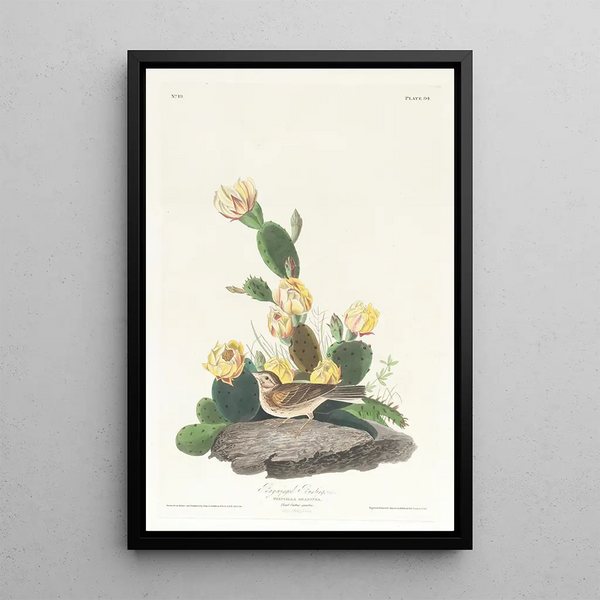 Bruant à ailes baies - John James Audubon — framed artwork on a wall