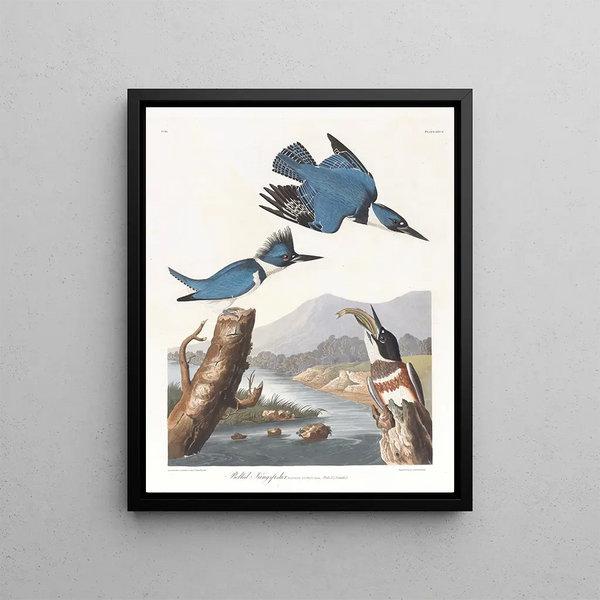 American Kingfisher Painting - John James Audubon — framed artwork on a wall