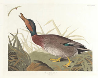 Duck spotted - John James Audubon — artwork view