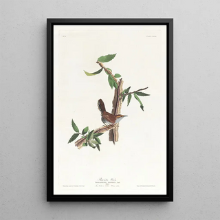 Bewick's Warbler - John James Audubon — framed artwork on a wall