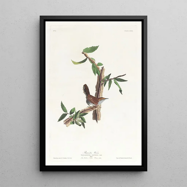 Bewick's Warbler - John James Audubon — framed artwork on a wall