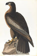 Bird of Washington - John James Audubon — artwork view