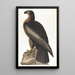 Bird of Washington - John James Audubon — framed artwork on a wall