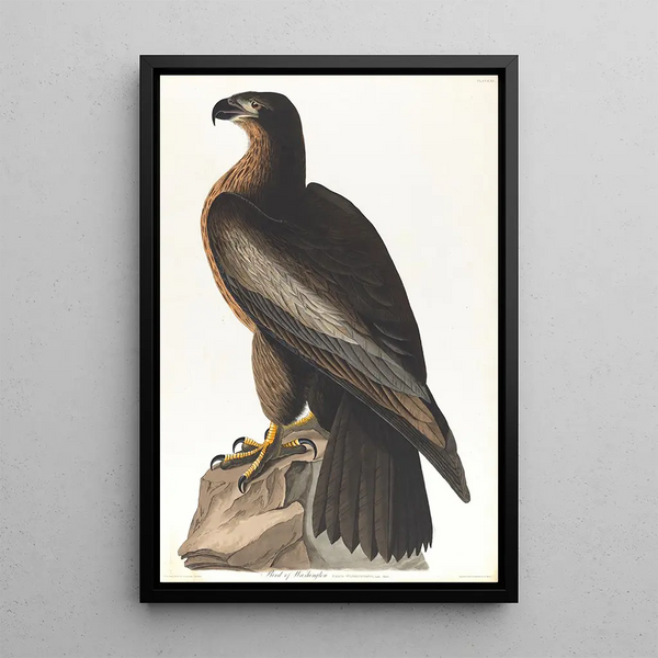 Bird of Washington - John James Audubon — framed artwork on a wall