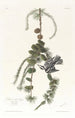 Black-capped Chickadee - John James Audubon — artwork view