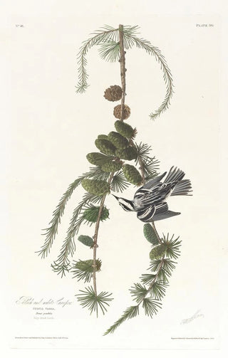 Black-capped Chickadee - John James Audubon — artwork view