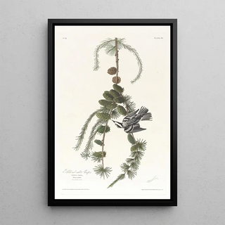 Black-capped Chickadee - John James Audubon — framed artwork on a wall