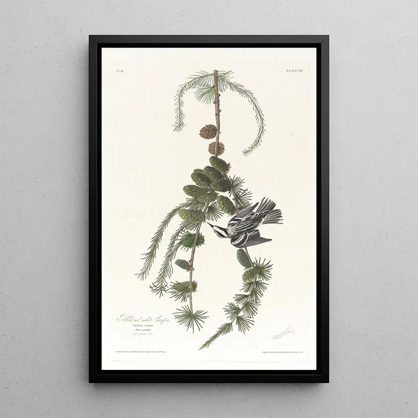 Black-capped Chickadee - John James Audubon — framed artwork on a wall