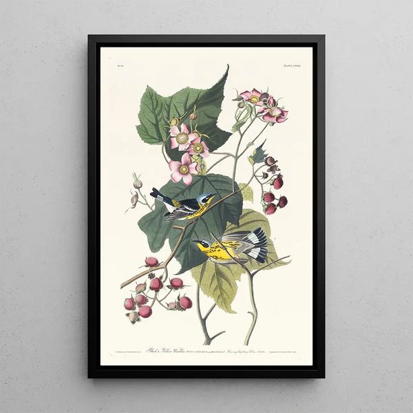 Black and Yellow Warbler - John James Audubon — framed artwork on a wall