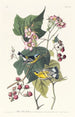 Black and Yellow Warbler - John James Audubon — artwork view