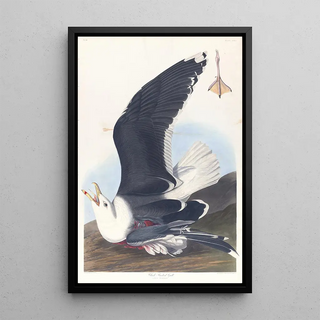 Gannet with a black back - John James Audubon — framed artwork on a wall