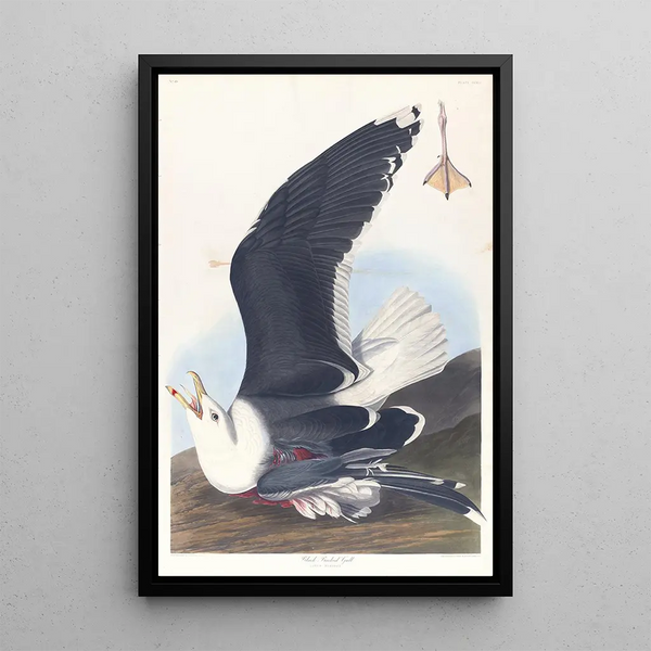 Gannet with a black back - John James Audubon — framed artwork on a wall