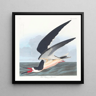 John James Audubon - Black skimmer or shearwater.webp