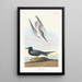Black Starling - John James Audubon — framed artwork on a wall