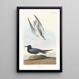 Black Starling - John James Audubon — framed artwork on a wall