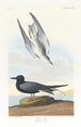 Black Starling - John James Audubon — artwork view
