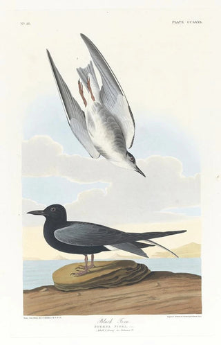 Black Starling - John James Audubon — artwork view