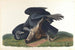 Vautour noir ou corbeau commun - John James Audubon — artwork view