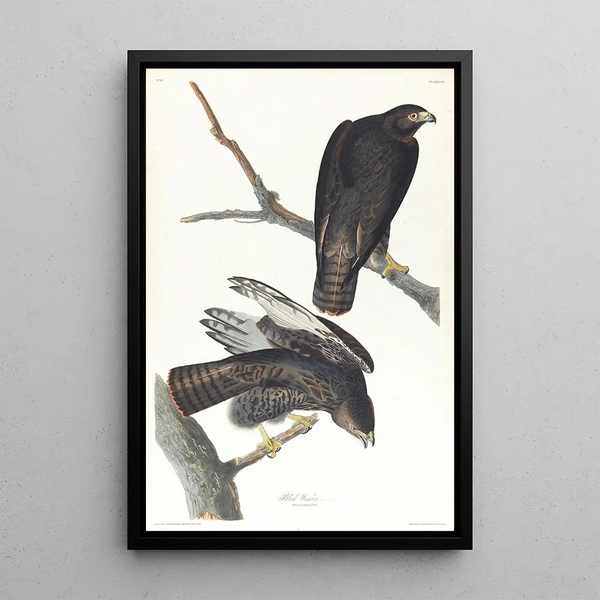 Black Warrior Painting - John James Audubon — framed artwork on a wall