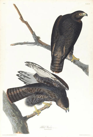 Black Warrior Painting - John James Audubon — artwork view