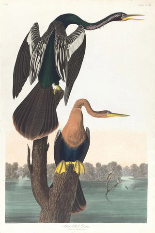 Harle with Black Belly - John James Audubon — artwork view
