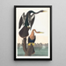 Harle with Black Belly - John James Audubon — framed artwork on a wall