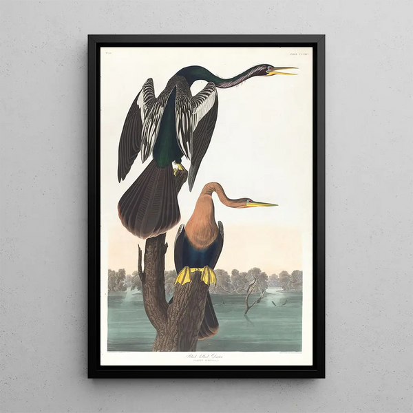 Harle with Black Belly - John James Audubon — framed artwork on a wall
