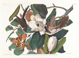 Coucou à bec noir - John James Audubon — artwork view