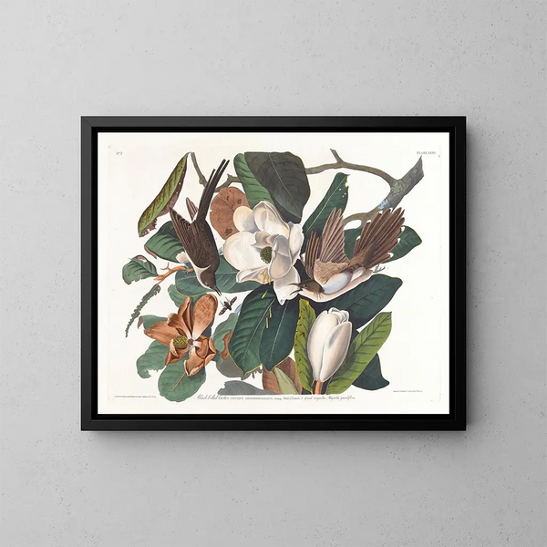 Coucou à bec noir - John James Audubon — framed artwork on a wall