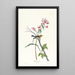 Black-throated Parula - John James Audubon — framed artwork on a wall