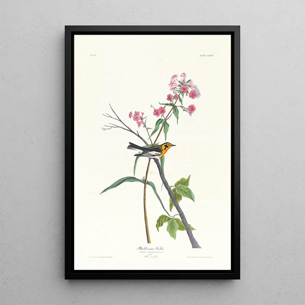 Black-throated Parula - John James Audubon — framed artwork on a wall