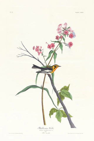 Black-throated Parula - John James Audubon — artwork view