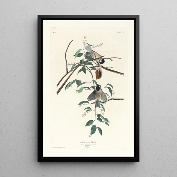 Black-capped Chickadee - John James Audubon — framed artwork on a wall