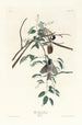 Black-capped Chickadee - John James Audubon — artwork view