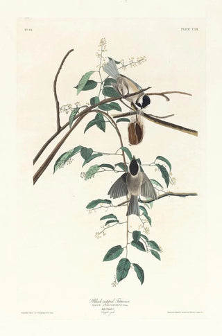 Black-capped Chickadee - John James Audubon — artwork view