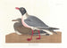 Seagull - John James Audubon — artwork view