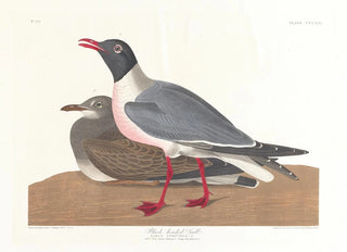 John James Audubon - Blackheaded gull.webp